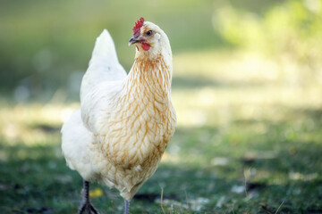 White Sussex chicken free in the garden