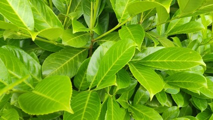 leaves