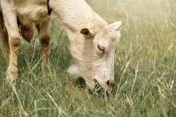 Sunny, hot summer day beige goat eats dry grass