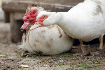 A close up of two young Muscovy ducks in their duck house