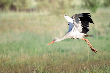 A white Lithuanian stork lands in a green meadow
