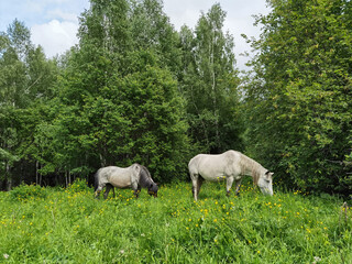 Naklejka na ściany i meble Vacation landscape. Horse outdoor in evening. Russian Altai mountains. Multa region. Holiday at home. Staycation concept. Reduce carbon footprint. Sustainable lifestyle. Holiday trail. Local travel