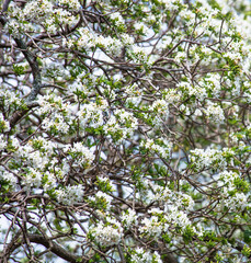 Fundo com flores brancas de árvore.
