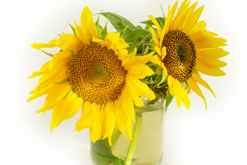 Obraz premium Sunflowers growing in the field. Sunflower flower on a white background.