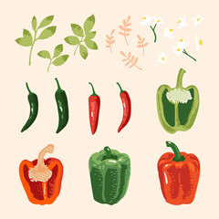 Vector summer set of sweet and hot peppers, flowers and leaves isolated on pink background