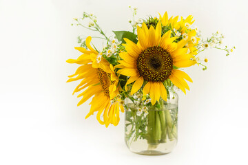 Sunflowers growing in the field. Yellow sunflower. Sunflower flower on white background.