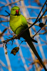 Kramer's Parakeet, green with red bill. Sunlight and blue sky background