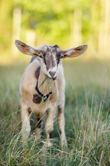 Little goat eats grass, and golden light forest in the background