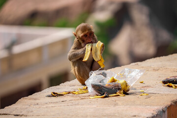 Closeup view of a tiny monkey standing on the stone and digging up on banana peels