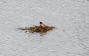 Heron nest on the water, close up. The heron is sitting in the nest.