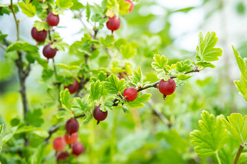 Gooseberry berries on a bush in the garden, at sunny day. Close-up organic, ripe berries on the branch, selective focus.	
