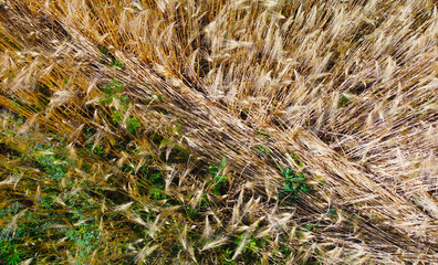 Top view of ears of wheat harvest
