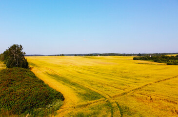 Fototapeta na wymiar Top view of beautiful golden wheat fields