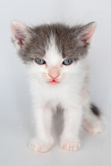 isolated photos of a small kitten