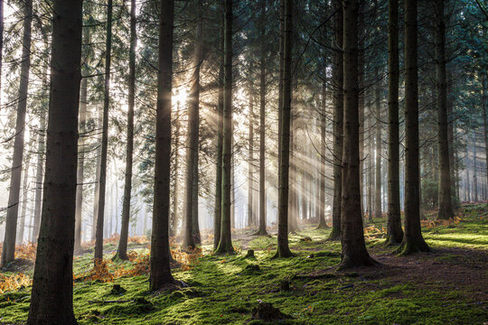 Winter morning light in the Royal Forest of Dean near Coalway, Gloucestershire UK