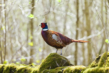 Cock pheasant in springtime - North Yorkshire UK - obrazy, fototapety, plakaty