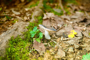 un champignon sauvage dans la nature au milieu de la mousse du sous-bois