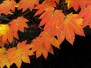 Vine Maple Fall Leaves - Close-up of the vivid colors in autumn vine maple leaves against a dark background isolating the leaves.