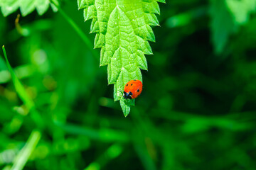 Une coccinelle rouge avec des points noirs sur une branche de rosier aubepine aux feuilles vertes