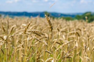 Obraz premium champ de blé avec des epis visible au soleil tombant symbolisant l'agriculture, les moissons, le pain et la farine.