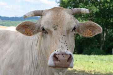 Des vaches blondes dans un champ qui sont elevees pour la viande et le lait au milieu des prairie et des montagnes en &eacute;t&eacute;.