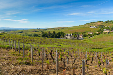 Fototapeta na wymiar le paysage de bourgogne avec les vigne de beaujolais plantés sur les collines vallonnées sous le ciel bleu de l'hiver