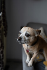 chihuahua dog on the sofa