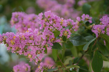 flowers of a lilac