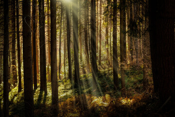 Dense forest penetrated by the warm light of the sun's rays. Strong chiaroscuro.