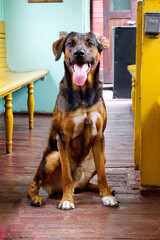 Pies w pociągu © Aruru