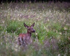 Reddeer