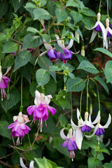 Fuchsia 