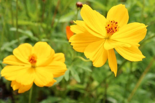 Yellow Cosmo Flowers in a Garden 