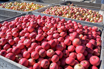 Large industrial wooden boxes with lots of organic apples sorted by variety in a cider factory after the harvest