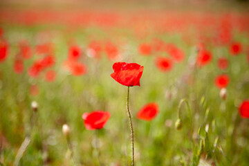 Field of red poppies, with a main flower and the rest blurred among the green grass.
