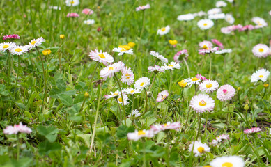 spring wildflowers in the garden