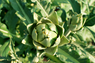 Green artichokes grow in the garden on a bush. Organic farming.