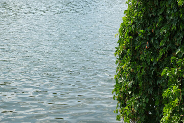 grey water and green vineyard