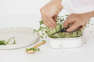 Growing microgreens at home. Hands cutting fresh flax sprouts with scissors from sprouter on background of spoon and modern plate on white wood. Flax or linen fresh plants, micro green
