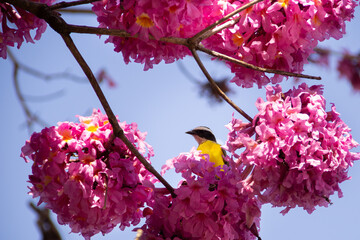 Um pássaro repousando em um galho de ipê rosa florido. Um Bem-Te-Vi (Pitangus sulphuratus). Ipê rosa (Tabebuia Impetiginosa)