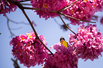 Um pássaro repousando em um galho de ipê rosa florido. Um Bem-Te-Vi (Pitangus sulphuratus). Ipê...