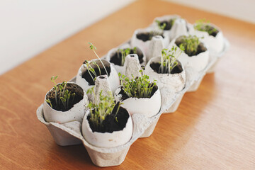 Fresh sprouts in egg shells in carton box on wooden background. Arugula, basil, watercress microgreens in eggshells with soil. Reuse. Plastic free seedling. Growing microgreens at home. - obrazy, fototapety, plakaty