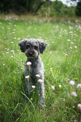 Portrait of a cute 2 year old grey colored silver poodle dog with teddy cut in a meadow  with wild purple Succisa pratensis flowers. 