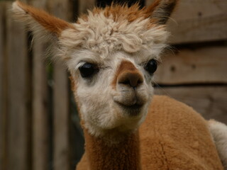 Obraz premium Portrait of cute suri alpaca on alpaca farm