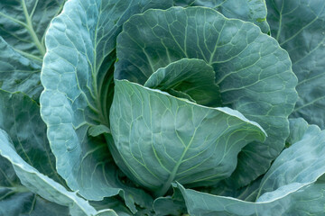 Obraz premium Head of white cabbage close-up. Gardening.