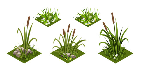 Reeds and grass isomatric. Green grass with chamomiles flowers, rover reeds and rocks. Isolated tiles for landscape background, cartoon design style. Vector illustration - obrazy, fototapety, plakaty