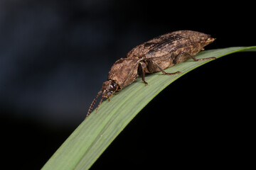 A large click beetle (Agrypnus murinus)