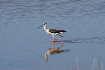 A  black-winged stilt (Himantopus himantopus) in the Brennegi swamp