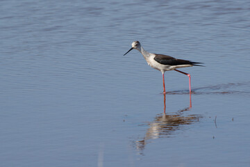 A  black-winged stilt (Himantopus himantopus) in the Brennegi swamp