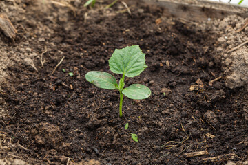 Young sprout new cucumber plant at soil